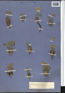 Paraquilegia anemonoides (Willd.) Engl. ex Ulbr., Middle Asia, Dzungarian Alatau & Tarbagatai (M5) (Kazakhstan)