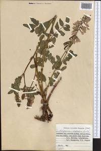 Hedysarum neglectum Ledeb., Middle Asia, Pamir & Pamiro-Alai (M2) (Kyrgyzstan)
