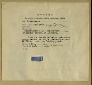 Sphagnum angustifolium (Russow) C.E.O. Jensen, Bryophytes, Bryophytes - Middle Russia (B6) (Russia)