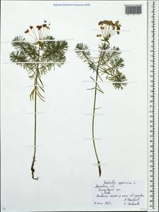 Euphorbia cyparissias L., Eastern Europe, Moscow region (E4a) (Russia)