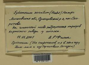 Ephemerum serratum (Schreb. ex Hedw.) Hampe, Bryophytes, Bryophytes - Moscow City & Moscow Oblast (B6a) (Russia)