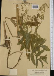 Sium latifolium L., Western Europe (EUR) (Hungary)