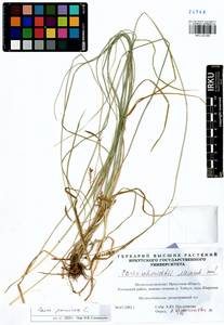 Carex panicea L., Siberia, Baikal & Transbaikal region (S4) (Russia)