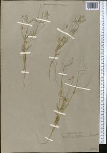 Lomelosia olivieri (Coult.) Greuter & Burdet, Middle Asia, Kopet Dag, Badkhyz, Small & Great Balkhan (M1) (Turkmenistan)