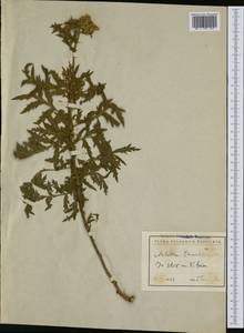 Achillea distans subsp. tanacetifolia (All.) Janch., Western Europe (EUR) (Bulgaria)