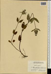 Prunella vulgaris L., South Asia, South Asia (Asia outside ex-Soviet states and Mongolia) (ASIA) (China)