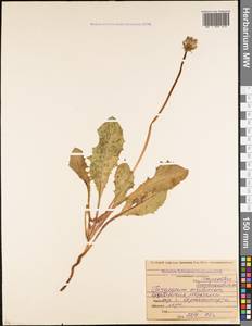 Taraxacum serotinum (Waldst. & Kit.) Poir., Caucasus, North Ossetia, Ingushetia & Chechnya (K1c) (Russia)