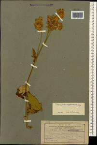 Filipendula ulmaria (L.) Maxim., Caucasus, Armenia (K5) (Armenia)
