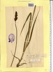 Carex leporina L., Eastern Europe, Estonia (E2c) (Estonia)