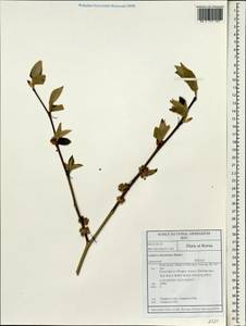 Lindera obtusiloba Bl., South Asia, South Asia (Asia outside ex-Soviet states and Mongolia) (ASIA) (South Korea)