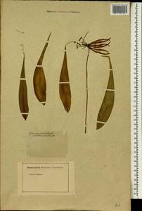 Gloriosa superba L., Africa (AFR) (Not classified)