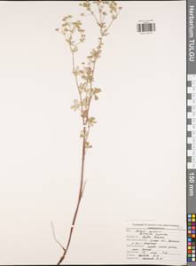Potentilla argentea L., Eastern Europe, Central region (E4) (Russia)