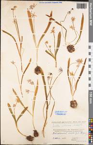 Scilla siberica Andrews, Eastern Europe, North Ukrainian region (E11) (Ukraine)