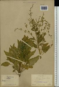 Spinacia oleracea, Eastern Europe, North Ukrainian region (E11) (Ukraine)