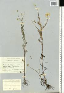 Tripleurospermum inodorum (L.) Sch.-Bip, Eastern Europe, Middle Volga region (E8) (Russia)