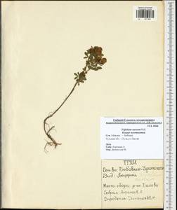 Trifolium aureum Pollich, Eastern Europe, Central region (E4) (Russia)