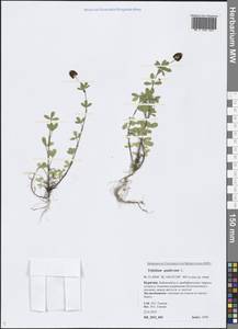 Trifolium spadiceum L., Siberia, Baikal & Transbaikal region (S4) (Russia)
