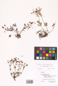 Potentilla patula Waldst. & Kit., Eastern Europe, Central forest-and-steppe region (E6) (Russia)