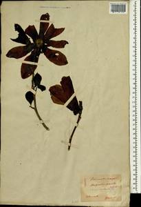 Magnolia obovata Thunb., South Asia, South Asia (Asia outside ex-Soviet states and Mongolia) (ASIA) (Japan)