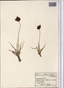 Carex melanantha C.A.Mey., Middle Asia, Pamir & Pamiro-Alai (M2) (Tajikistan)