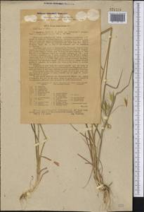 Avena sterilis subsp. ludoviciana (Durieu) Gillet & Magne, Middle Asia, Pamir & Pamiro-Alai (M2) (Uzbekistan)