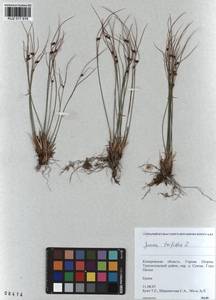 Oreojuncus trifidus (L.) Záv. Drábk. & Kirschner, Siberia, Altai & Sayany Mountains (S2) (Russia)