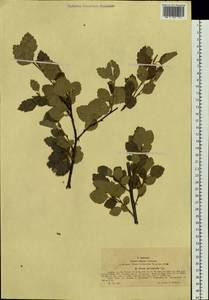 Betula microphylla Bunge, Siberia, Western (Kazakhstan) Altai Mountains (S2a) (Kazakhstan)