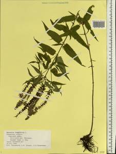 Veronica longifolia L., Eastern Europe, Central region (E4) (Russia)