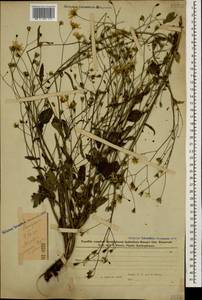 Lapsana communis subsp. grandiflora (M. Bieb.) P. D. Sell, Caucasus, Azerbaijan (K6) (Azerbaijan)