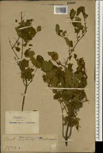 Lonicera, South Asia, South Asia (Asia outside ex-Soviet states and Mongolia) (ASIA) (China)