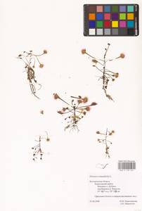 Drosera rotundifolia L., Eastern Europe, Central forest-and-steppe region (E6) (Russia)