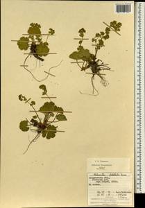 Alchemilla flabellata Buser, Eastern Europe, West Ukrainian region (E13) (Ukraine)