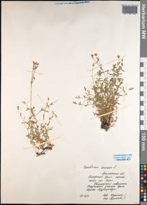 Cerastium arvense L., Siberia, Western Siberia (S1) (Russia)