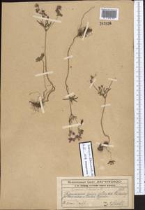 Geranium linearilobum DC. in Lam. & DC., Middle Asia, Western Tian Shan & Karatau (M3) (Kazakhstan)