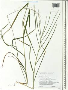 Glyceria lithuanica (Gorski) Gorski, Eastern Europe, Central region (E4) (Russia)