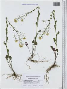 Barbarea vulgaris (L.) W.T. Aiton, Caucasus, Black Sea Shore (from Novorossiysk to Adler) (K3) (Russia)