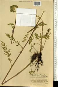 Seseli condensatum (L.) Rchb.fil., Mongolia (MONG) (Mongolia)