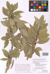 Populus tremuloides Michx., Eastern Europe, Central forest-and-steppe region (E6) (Russia)