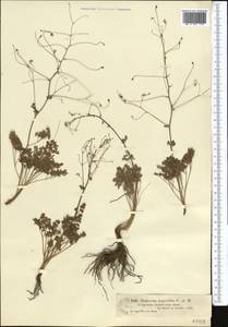 Thalictrum isopyroides C. A. Mey., Middle Asia, Dzungarian Alatau & Tarbagatai (M5) (Kazakhstan)