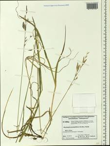 Bromus pumpellianus Scribn., Siberia, Central Siberia (S3) (Russia)