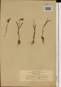 Galanthus nivalis L., Eastern Europe, North Ukrainian region (E11) (Ukraine)