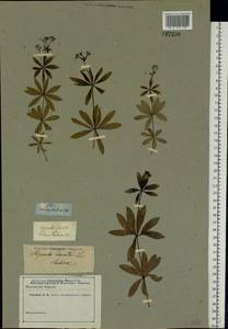Galium odoratum (L.) Scop., Eastern Europe, Middle Volga region (E8) (Russia)