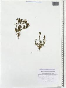Spergularia marina (L.) Besser, Caucasus, Azerbaijan (K6) (Azerbaijan)