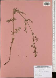 Galium mollugo L., Eastern Europe, Central region (E4) (Russia)