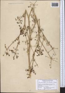 Autumnalia inopinata Pimenov, Middle Asia, Pamir & Pamiro-Alai (M2) (Uzbekistan)