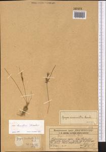 Gagea kamelinii Levichev, Middle Asia, Western Tian Shan & Karatau (M3) (Kazakhstan)