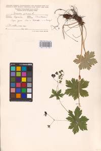 Geranium phaeum L., Eastern Europe, West Ukrainian region (E13) (Ukraine)