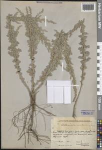 Artemisia austriaca Jacq., Middle Asia, Caspian Ustyurt & Northern Aralia (M8) (Kazakhstan)