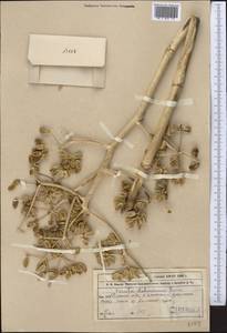 Ferula lehmannii Boiss., Middle Asia, Muyunkumy, Balkhash & Betpak-Dala (M9) (Kazakhstan)