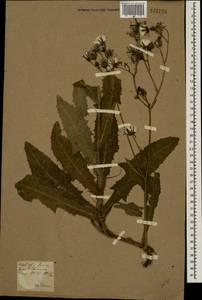 Sonchus, Eastern Europe, North Ukrainian region (E11) (Ukraine)